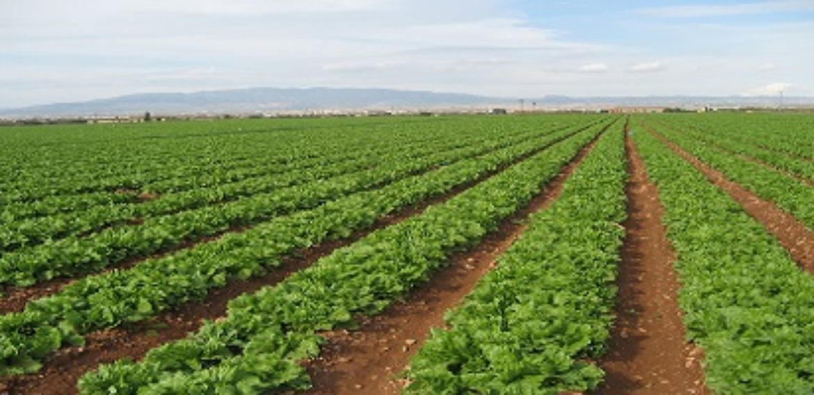 Liderar el sector agroalimentario del futuro desde la Región de Murcia