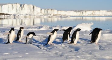 Cambio global en la Antártida: los pingüinos como indicadores