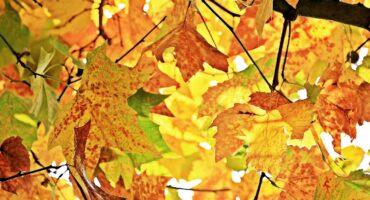 Naturae de las tierras de Murcia